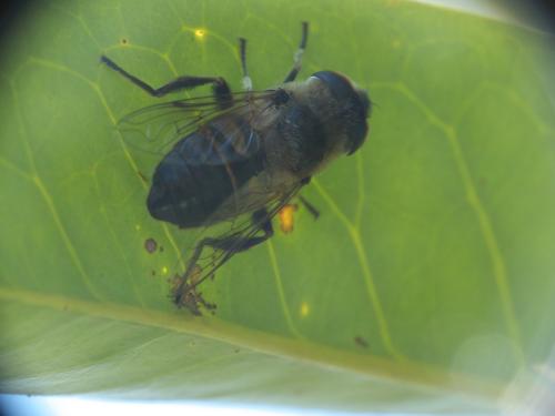 Eristalis tenax